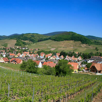 Alsace wine trail