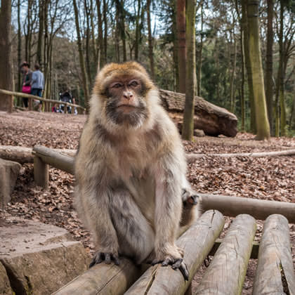 Parcs animaliers et parcs de loisirs